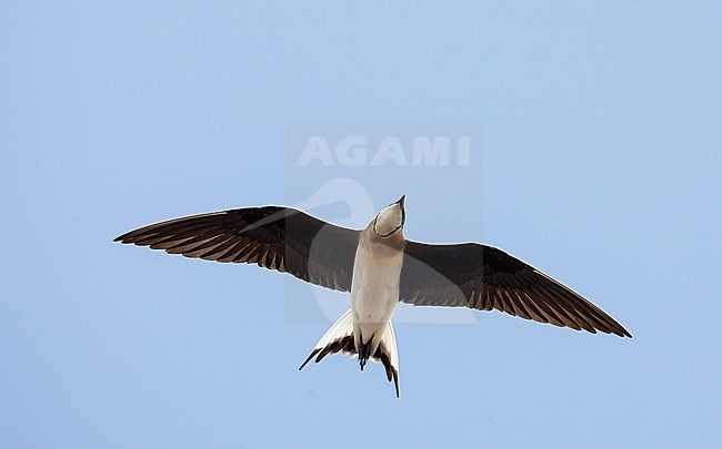 Adult Black-winged Pratincole (Glareola nordmanni) in flight, seen from below. stock-image by Agami/Tom Lindroos,