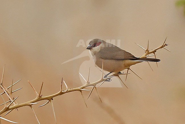 Arabian waxbill (Estrilda rufibarba) is endemic to the Asir Mountains. stock-image by Agami/Eduard Sangster,