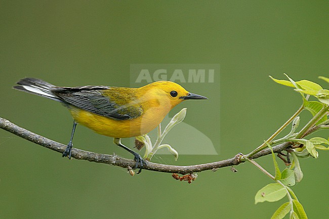 Adult male
Grimes Co., TX
April 2007 stock-image by Agami/Brian E Small,