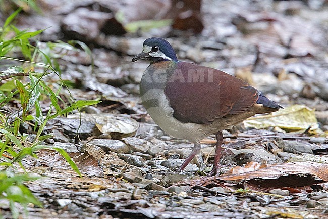 Purple Quail-Dove (Geotrygon purpurata) at Anchicaya, Colombia. IUCN Status Endangered. stock-image by Agami/Tom Friedel,