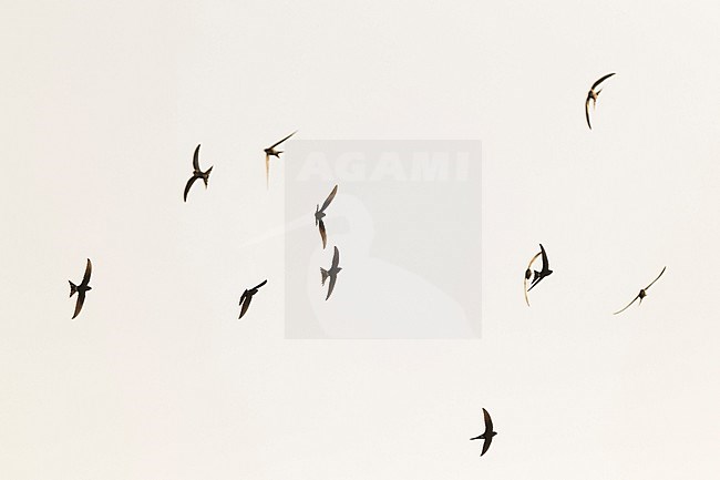 Vliegende Siberische Gierzwaluw; Pacific Swift (Apus pacificus) in flight stock-image by Agami/Ralph Martin,