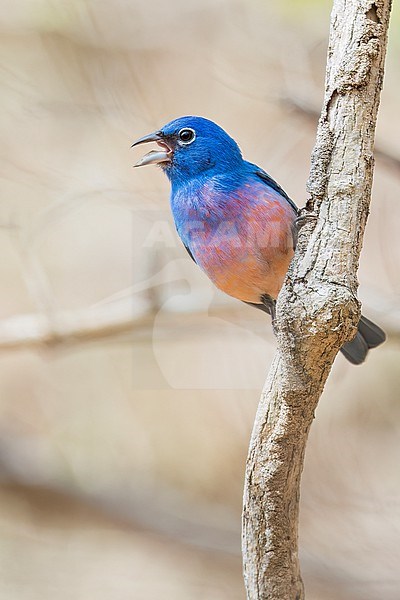 Rose-bellied Bunting (Passerina rositae) perched on a branch in Oaxaca, Mexico. stock-image by Agami/Glenn Bartley,