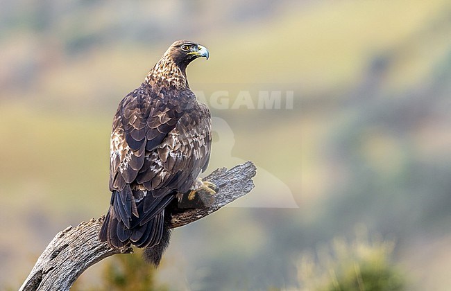 Adult Golden Eagle plucks a Squirrel stock-image by Agami/Onno Wildschut,