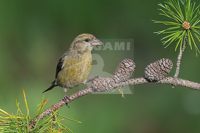 Adult female
Jefferson Co., CO
June 2023 stock-image by Agami/Brian E Small,