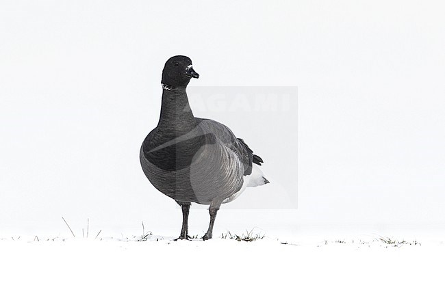 Dark-bellied Brent Goose, Rotgans, Branta bernicla stock-image by Agami/Wil Leurs,
