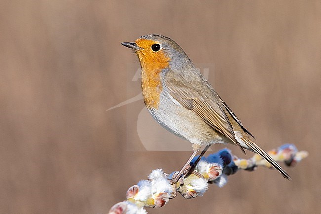 European Robin (Erithacus rubecula), side view of an adult perched on a branch, Campania, Italy stock-image by Agami/Saverio Gatto,