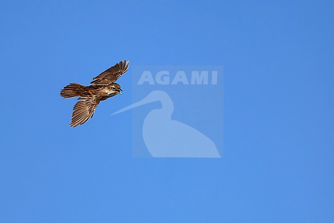 Marsh Grassbird (Helopsaltes pryeri) in display flight in front of a blue sky. stock-image by Agami/Thierry Quelennec,