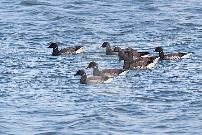 Dark-bellied Brent Goose - Dunkelbäuchige Ringelgans - Branta bernicla ssp. bernicla, Germany, adult stock-image by Agami/Ralph Martin,