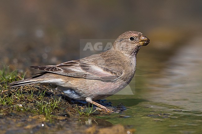 Mongoolse Woestijnvink, Mongolian Finch, Eremopsaltria mongolica stock-image by Agami/Daniele Occhiato,