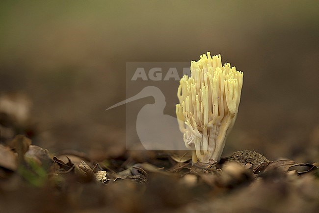 Rechte koraalzwam; Upright Coral; stock-image by Agami/Walter Soestbergen,