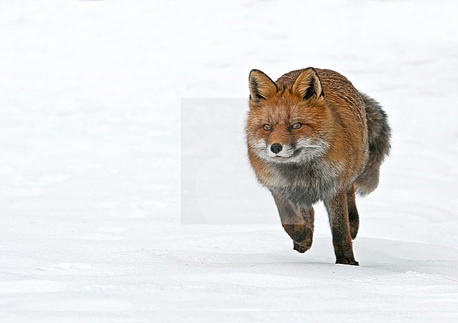 Red Fox (Vulpes vulpes) running in the snow in Italy during cold winter. stock-image by Agami/Alain Ghignone,