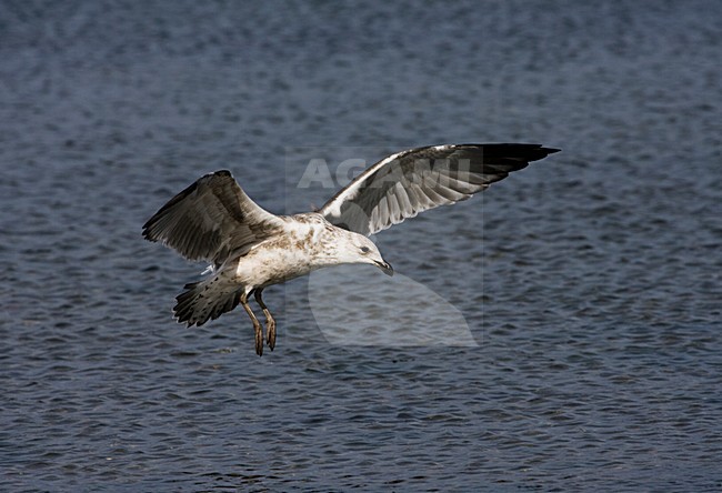Kelpmeeuw, Kelp Gull, Larus dominicanus stock-image by Agami/Marc Guyt,