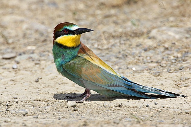 Europese Bijeneter; European Bee-eater stock-image by Agami/Daniele Occhiato,