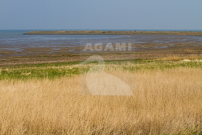 Waddenkust Den Oever, Shore Den Oever stock-image by Agami/Menno van Duijn,