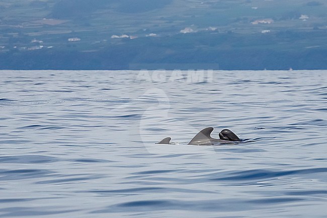 Female & calf Short-finned Pilot Whales (Globicephala macrorhynchus) swimming off Terceira, Azores, Portugal. stock-image by Agami/Vincent Legrand,