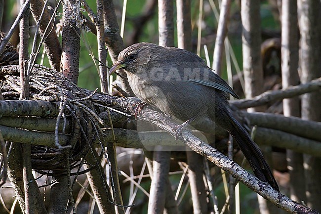 Plain Laughingthrush (Pterorhinus davidi) perched in understory in Chinese forest. stock-image by Agami/Dubi Shapiro,