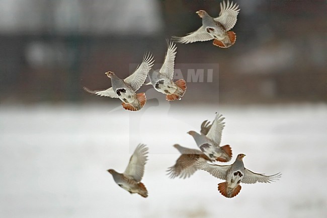 Een vlucht Patrijzen in de winter; flying Partridges in winter stock-image by Agami/Markus Varesvuo,