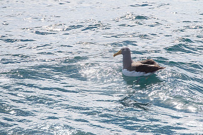 Adult Chatham Albatross (Thalassarche eremita) swimming in the sea near the only colony on The Pyramid off the Chatham Islands, New Zealand. stock-image by Agami/Marc Guyt,