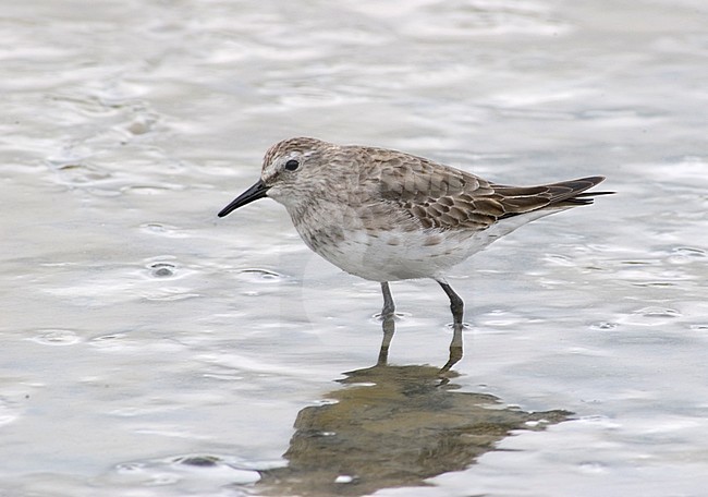 Wintering adult White-rumped Sandpiper (Calidris fuscicollis) in southern Argentinia. stock-image by Agami/Arend Wassink,