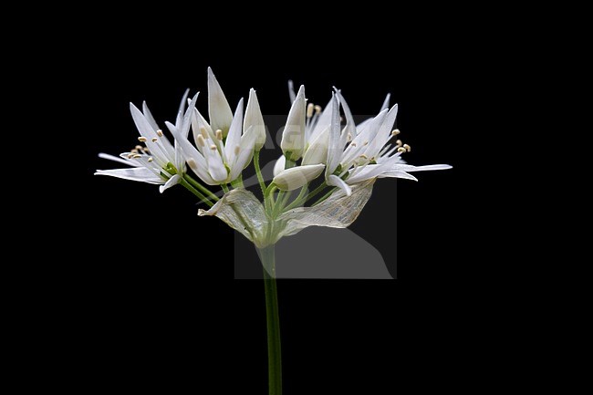 Ramsons, Bear's Garlic stock-image by Agami/Wil Leurs,