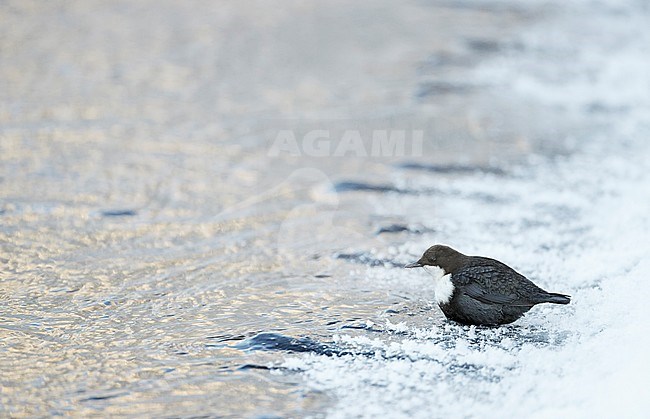 Wintering Black-bellied White-throated Dipper (Cinclus cinclus cinclus) in a fast flowing river at Kuusamo in arctic Finland. stock-image by Agami/Markus Varesvuo,