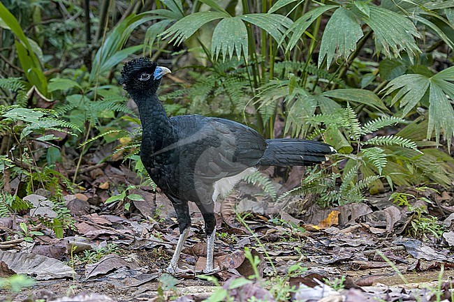 Critically Endangered male Blue-billed curassow (Crax alberti) in Colombia. stock-image by Agami/Pete Morris,