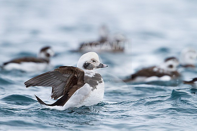 Long-tailed Duck - Eisente - Clangula hyemalis, Norway, 2nd cy male, winter stock-image by Agami/Ralph Martin,