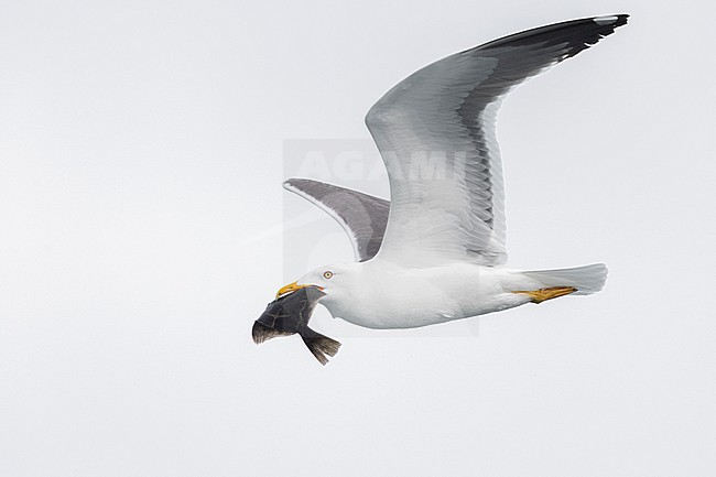Lesser Black-backed Gull (Larus fuscus graellsii), adult in flight carrying a solefish, Southern Region, Iceland stock-image by Agami/Saverio Gatto,