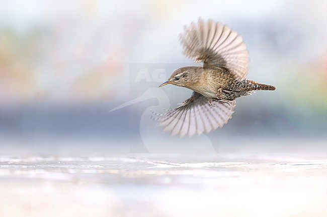 Winter Wren, Troglodytes troglodytes, in Italy. stock-image by Agami/Daniele Occhiato,