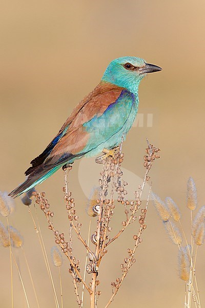 European Roller (Coracias garrulus), side view of an adult perched on an Asphodelus sp., Campania, Italy stock-image by Agami/Saverio Gatto,