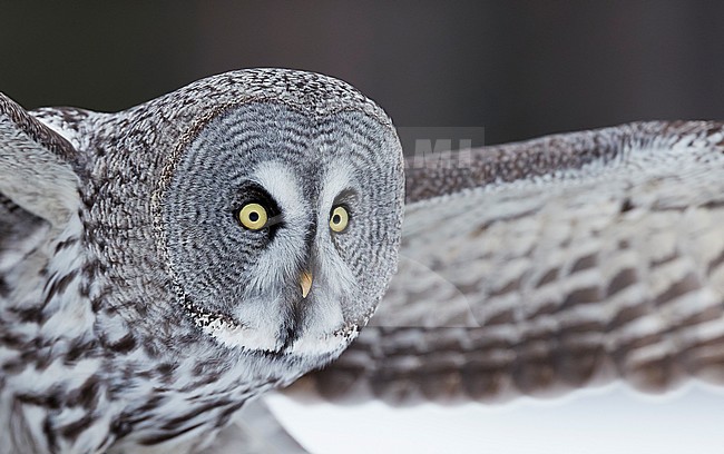 Great Grey Owl (Strix nebulosa) during a cold winter in a taiga forest in northern Finland. stock-image by Agami/Markus Varesvuo,