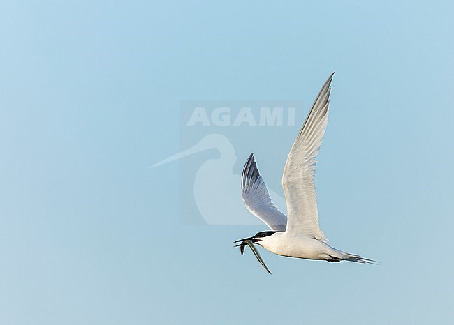 Sandwich Tern (Thalasseus sandvicensis) near the colony in the tern colony in 'Het Wagejot' on Texel, Netherlands. stock-image by Agami/Marc Guyt,