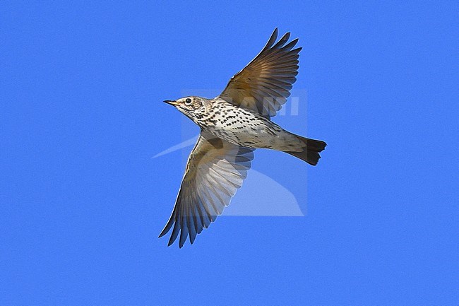Migrating Song Thrush (Turdus philomelos) during autumn migration over Texel in the Netherlands. Seen from below. stock-image by Agami/Laurens Steijn,