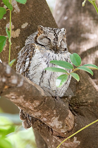 African Scops-Owl, Otus senegalensis) on daytime roost in Kruger National Park in South Africa. stock-image by Agami/Marc Guyt,