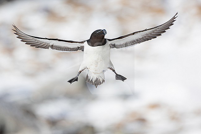  stock-image by Agami/Menno van Duijn,