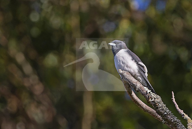 Great Woodswallow, Artamus maximus, in Papua New Guinea. stock-image by Agami/Pete Morris,