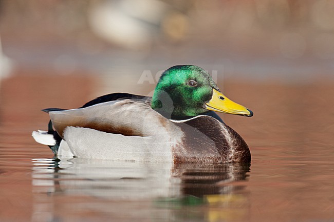 Wilde Eend; Mallard stock-image by Agami/Arnold Meijer,