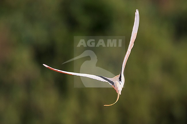 White-tailed Tropicbird (Phaeton lepturus) 
FajÃ£zinha, Flores, Azores Archipelago, Portugal. (N39Â°25â€™57â€ â€“ W31Â°15â€™15â€)
Azores are reached by twitchers every October, those birdwatchers research American birds and the best place to see them is the western islands as Corvo and Flores. The interest of those Islands rising years after years. This year we had a real surprise when we receive a text by a Finnish Birder on the opposite Island, he say that they have just found an African White-tailed Tropicbird, this is an Orange tone morph. We manage to cross the channel between the 2 islands the next day to twitch the bird. The behaviour of this bird was really strange for this exclusive pelagic seabird because the church of FajÃ£zinha seemed very attractive with numerous attempts at each visit to enter a rain gutter in the vicinity of the churchâ€™s bell-tower. The Tropicbird kept this behaviour every days at same hour for more than one week. It was not really shy because it fly at less than 2 meters from me in streets at low height before to land on the rough of habitation, it is uncommon to see those kind of bird before a green background.. We were like in Fairy Tales with this situation. stock-image by Agami/Vincent Legrand,
