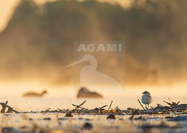 Collared pratincole (Glareola pratincola) early in the morning in front of a river, with a Eurasian Coot in the background. stock-image by Agami/Lennart Verheuvel,