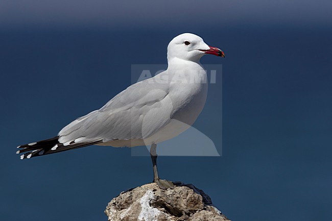Audouins Meeuw staand op strand,  Audouin's Gull perched on the beach stock-image by Agami/Daniele Occhiato,