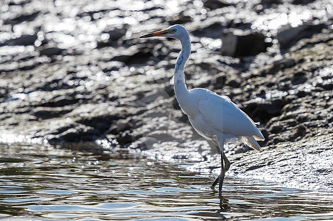 Aberrant Little Egret in Swamp of Zennegat in Mechelen, Belgium. September 2017. stock-image by Agami/Vincent Legrand,