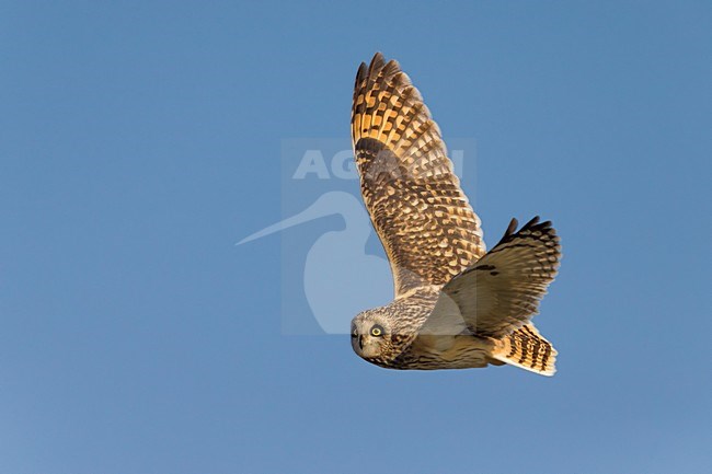 Velduil in vlucht; Short-eared Owl in flight stock-image by Agami/Daniele Occhiato,