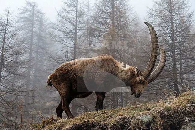 An alpine ibex, Capra ibex, grazing on a foggy day. Aosta, Val Savarenche, Gran Paradiso National Park, Italy. stock-image by Agami/Sergio Pitamitz,