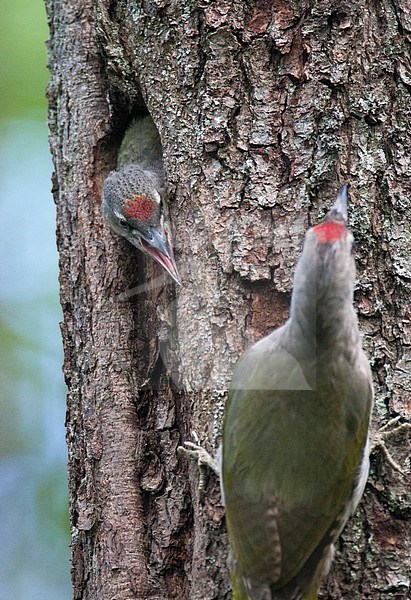 A juvenile Grey-headed Woodpecker (Picus canus) that just about to leave the nest, with adult male (right) waiting. Begging immature with head outside nest hole in Finland. stock-image by Agami/Arto Juvonen,