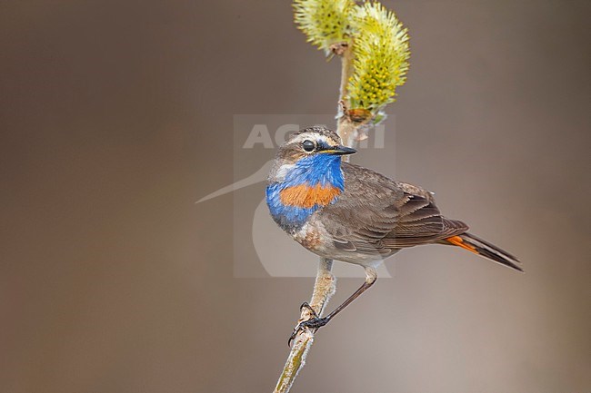 Adult male Red-spotted Bluethroat (Luscinia svecica svecica) in Norway. stock-image by Agami/Daniele Occhiato,