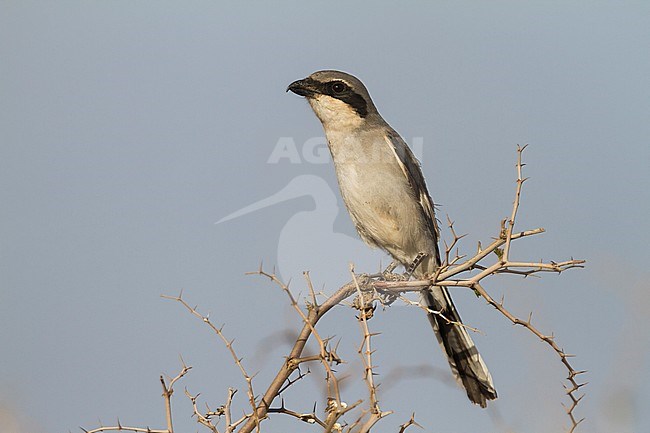 Adult Biskra Southern Grey Shrike (Lanius meridionalis elegans) perched on a bush in Morocco. stock-image by Agami/Ralph Martin,