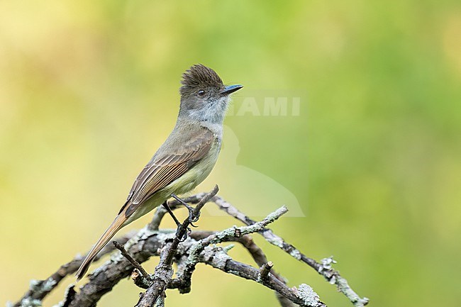 Adult
Nuevo Leon, MX
May 2002 stock-image by Agami/Brian E Small,