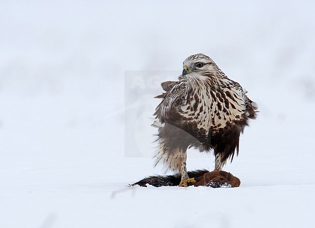 Rough-legged Buzzard (Buteo lagopus) wintering in Finland. stock-image by Agami/Arto Juvonen,