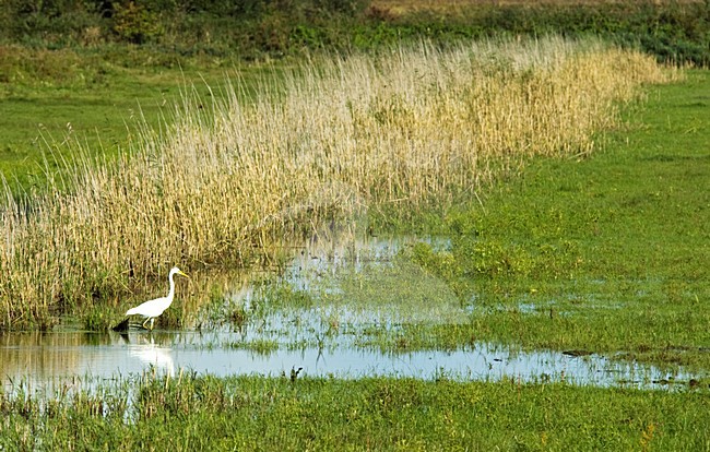 Praamweg in Flevoland stock-image by Agami/Marc Guyt,