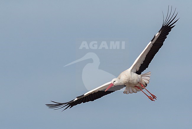 White Stork, Ciconia ciconia, in center of town of Valkenburg, in Zuid-Holland province, Netherlands. stock-image by Agami/Marc Guyt,